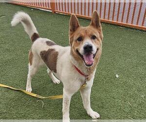 Akita-Shiba Inu Mix Dogs for adoption in Las Vegas, NV, USA