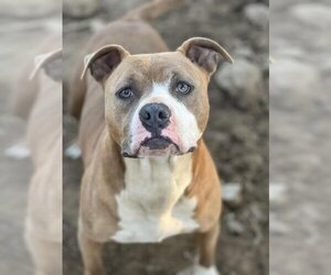 Bulldog-Unknown Mix Dogs for adoption in Ocean Springs, MS, USA