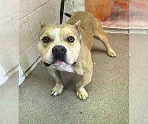 Mutt Dogs for adoption in San Bernardino, CA, USA