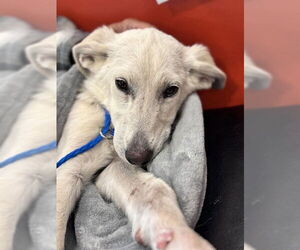 Anatolian Shepherd Dogs for adoption in Louisville, KY, USA