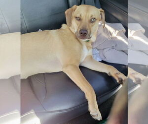 Black Mouth Cur-Carolina Dog Mix Dogs for adoption in Okolona, MS, USA