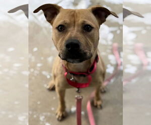 American Pit Bull Terrier-Bulldog Mix Dogs for adoption in Clarkston, MI, USA