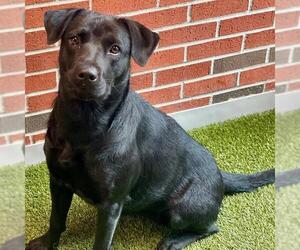 Labrador Retriever-Unknown Mix Dogs for adoption in Edmond, OK, USA
