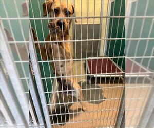 Labrador Retriever-Unknown Mix Dogs for adoption in Texas City, TX, USA