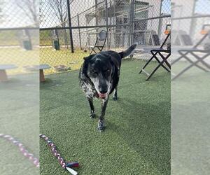 Mutt Dogs for adoption in Pasadena, TX, USA