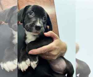 Labrador Retriever-Unknown Mix Dogs for adoption in Holly Springs, NC, USA