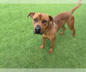 Labrador Retriever-Unknown Mix Dogs for adoption in Grand Prairie, TX, USA