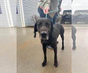 Black and Tan Coonhound-Labrador Retriever Mix Dogs for adoption in Bedford, VA, USA