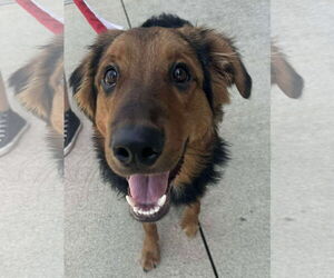 Mutt Dogs for adoption in Germantown, OH, USA