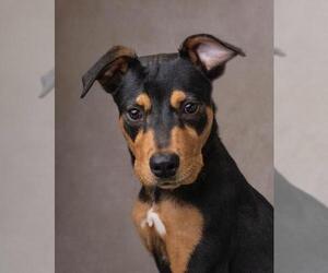 Labrottie Dogs for adoption in Miami, FL, USA