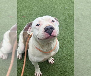 American Bulldog-Unknown Mix Dogs for adoption in Fayetteville, NC, USA