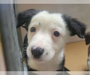 Mutt Dogs for adoption in Martinez, CA, USA