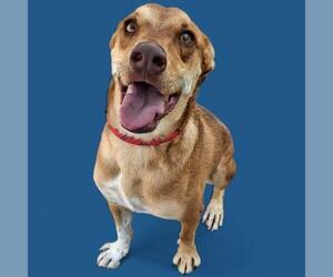 American Pit Bull Terrier-Unknown Mix Dogs for adoption in Bakersfield, CA, USA