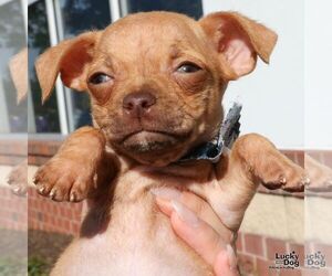 Pug-Unknown Mix Dogs for adoption in Washington, DC, USA