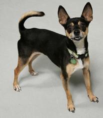 Affenhuahua Dogs for adoption in St Helens, OR, USA
