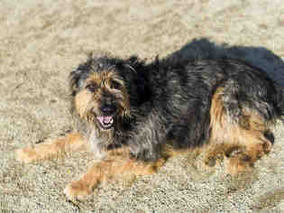 Medium Photo #1 Otterhound Puppy For Sale in Placerville, CA, USA