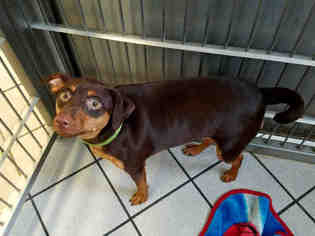 Miniature Pinscher Dogs for adoption in Canfield, OH, USA