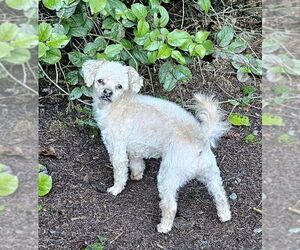 Medium Photo #4 Poodle (Toy)-Unknown Mix Puppy For Sale in Olalla, WA, USA