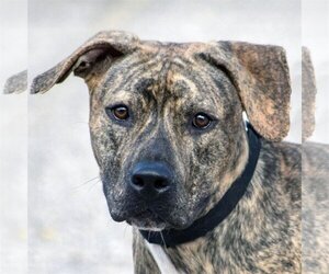 Bulloxer Dogs for adoption in Huntley, IL, USA