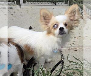 Chihuahua-Unknown Mix Dogs for adoption in Waterford, VA, USA