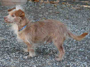 Medium Photo #1 Cairn Terrier Puppy For Sale in Santa Barbara, CA, USA