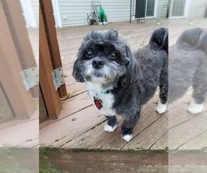 La-Chon Dogs for adoption in Blackwood, NJ, USA
