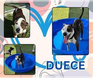 American Pit Bull Terrier-Unknown Mix Dogs for adoption in Pearland, TX, USA