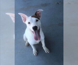 Mutt Dogs for adoption in Pleasanton, TX, USA