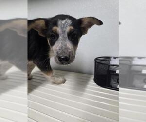 Mutt Dogs for adoption in Bakersfield, CA, USA