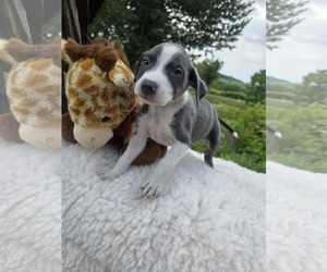 Mutt Dogs for adoption in SHERBURNE, NY, USA