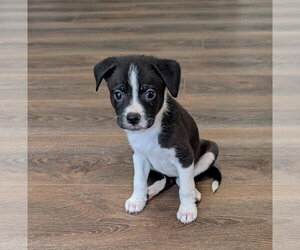 Boxer-Unknown Mix Dogs for adoption in The Woodlands, TX, USA