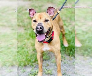 American Staffordshire Terrier Dogs for adoption in Jackson , NJ, USA