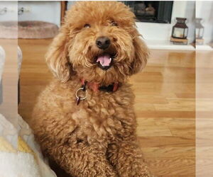 Poodle (Miniature) Dogs for adoption in San Bernardino , CA, USA