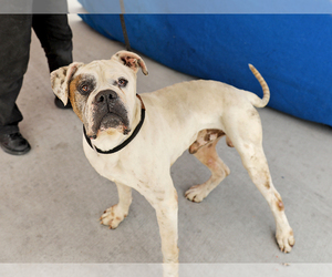 Bulloxer Dogs for adoption in Pasadena, CA, USA