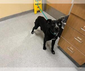 Labrador Retriever-Unknown Mix Dogs for adoption in Orange, CA, USA