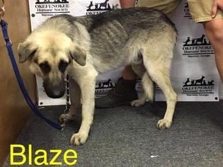 German Shepherd Dog Dogs for adoption in Waycross, GA, USA