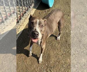 Mutt Dogs for adoption in Riverside, CA, USA