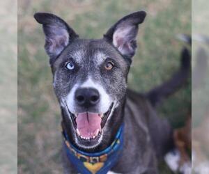 Siberian Husky-Unknown Mix Dogs for adoption in San Antonio, TX, USA