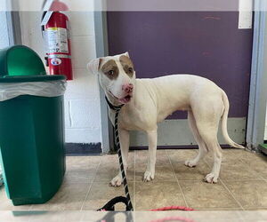 Mutt Dogs for adoption in Raleigh, NC, USA