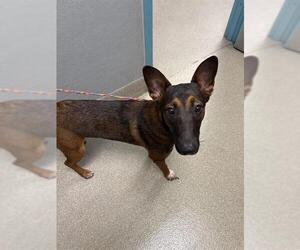 Mutt Dogs for adoption in Las Vegas, NV, USA