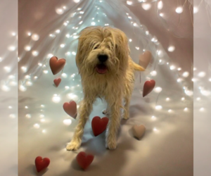 Mutt Dogs for adoption in Vail, AZ, USA