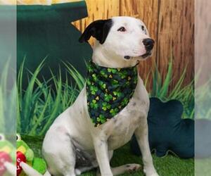Bull Terrier-Unknown Mix Dogs for adoption in Placerville, CA, USA
