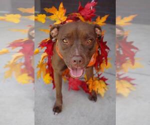 Staffordshire Bull Terrier Dogs for adoption in Los Banos, CA, USA