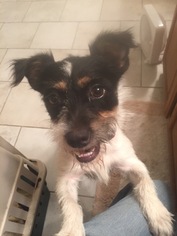 Medium Photo #1 Jack Russell Terrier-Unknown Mix Puppy For Sale in Tomball, TX, USA