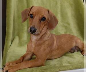 Dachshund Dogs for adoption in Shreveport, LA, USA