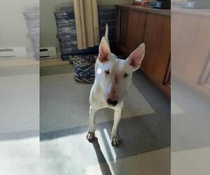 Bull Terrier Dogs for adoption in Brights Grove, Ontario, Canada