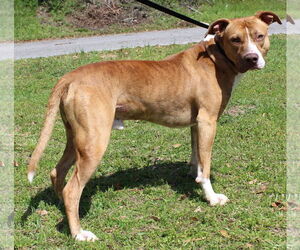 American Pit Bull Terrier-Unknown Mix Dogs for adoption in Prattville, AL, USA