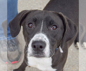 Pointer-Unknown Mix Dogs for adoption in Huntley, IL, USA
