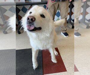 Great Pyrenees Dogs for adoption in Plano, TX, USA