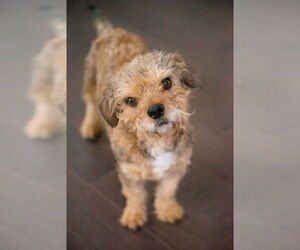 Poodle (Miniature)-Unknown Mix Dogs for adoption in Topeka, KS, USA